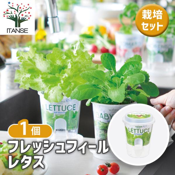 【商品特徴】 お部屋で手軽にフレッシュな野菜作りが楽しめる、底面給水ポット付きの栽培セット「フレッシュフィール」。 サラダや料理の彩りに、自分で育てた採れたての味を手軽に楽しめます。 アウターポットに水をためておくと、吸水ヒモが常に適度な水...