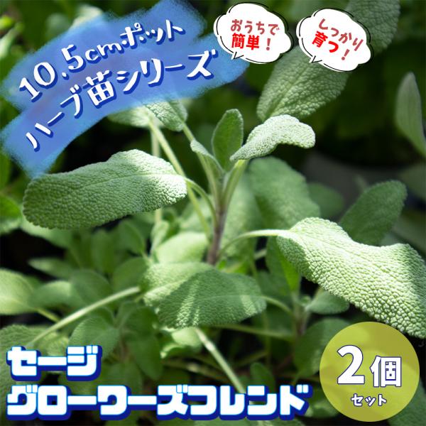 ITANSE ハーブ苗 セージ グローワーズフレンド 10.5cmポット 2個セット 送料無料 おうちで簡単!育てやすいハーブ苗シリーズ! イタンセ公式 :san00005:野菜苗・植物・青果物販売のITANSE 通販 ポットフレンド 栽培キット ワイルドストロベリー 48点