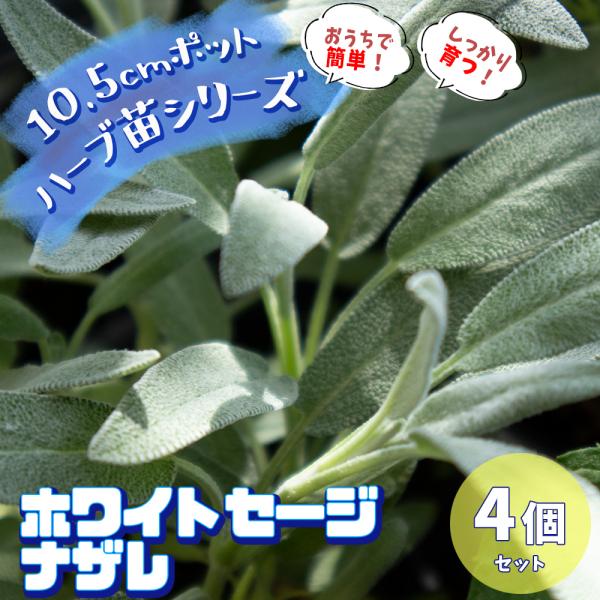 ハーブ苗 ホワイトセージ ナザレ 10 5cmポット 4個セット 送料無料 San 野菜苗 植物 青果物販売のitanse 通販 Yahoo ショッピング