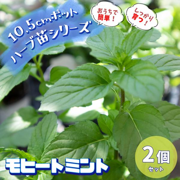 【検索キーワード】ハーブ苗 ハーブの苗 herb苗 花苗 花の苗 野菜苗 野菜の苗 栽培セット 栽培キット セット販売 セット商品 家庭菜園 ガーデニング プランター 花壇 鉢植え コンテナ 寄植え 寄せ植え 室内栽培 ベランダ栽培 ベラン...