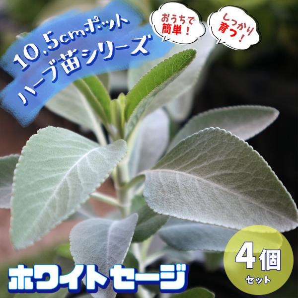 【検索キーワード】ハーブ苗 ハーブの苗 herb苗 花苗 花の苗 野菜苗 野菜の苗 栽培セット 栽培キット セット販売 セット商品 家庭菜園 ガーデニング プランター 花壇 鉢植え コンテナ 寄植え 寄せ植え 室内栽培 ベランダ栽培 ベラン...
