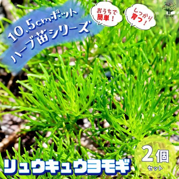 ITANSE リュウキュウヨモギ 10.5cm鉢/お買い得2個セット