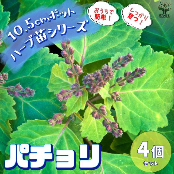 ITANSE パチョリ 10.5cm鉢/お買い得4個セット ハーブ苗 パチュリ