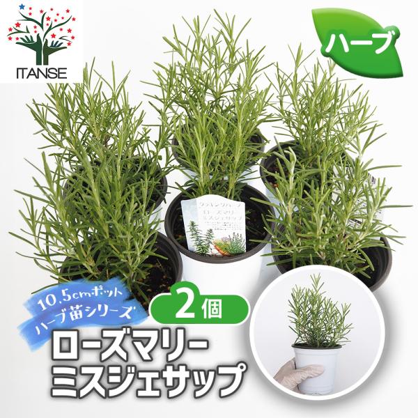 【品種特徴】ミスジェサップは、立性のローズマリー品種で、細長い針状の葉と初夏から秋にかけて咲く淡い青紫色の花が特徴です。枝は直立し、コンパクトな樹形で育ちます。料理やハーブティーに利用されるほか、観賞用としても人気があります。【検索キーワー...