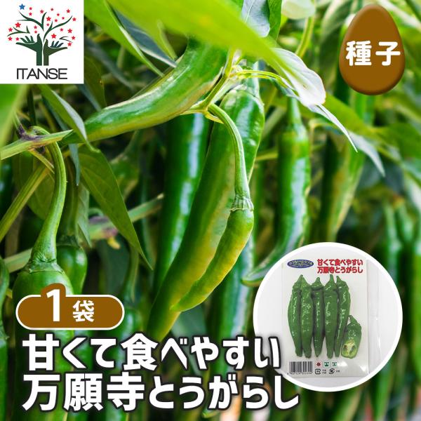 itanse_see00029