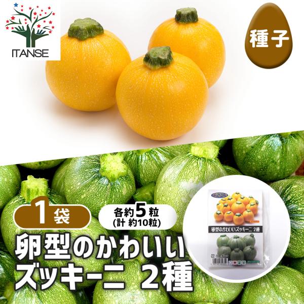 種子 卵型のかわいいズッキーニ 各約5粒/1袋売り 種 seed タネ 植物の種 栽培 ガーデニング ガーデン 園芸 家庭菜園 保管 保存