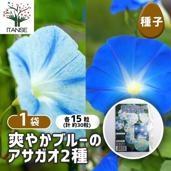 種子 爽やかブルーのアサガオ 各約15粒/1袋売り 種 seed タネ 植物の種