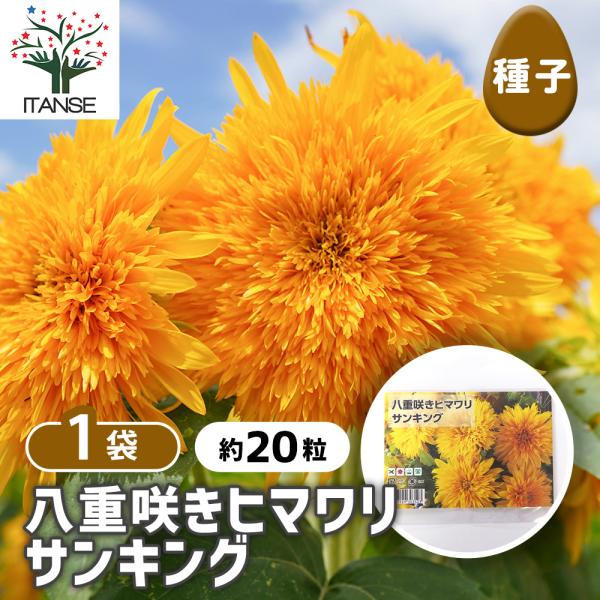 ネジバナ八重咲ピリカ 種子 八重咲きヒマワリ サンキング 約20粒/1袋売り 種 seed タネ 植物