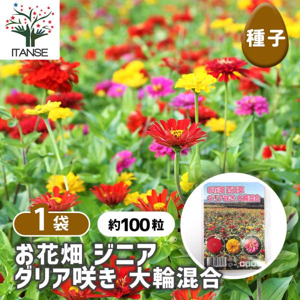 種子 お花畑 百日草ダリア咲き大輪混合 約100粒/1袋売り 種 seed タネ