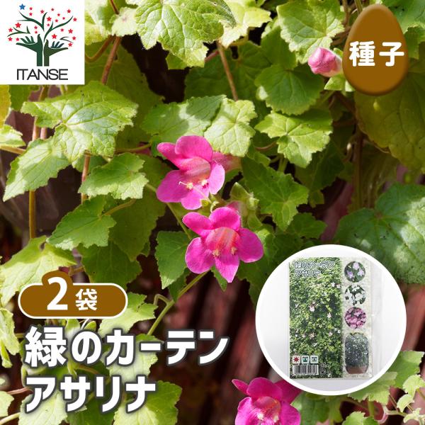 種子 緑のカーテン アサリナ 約0.05ml/お買い得2袋セット 種 seed タネ 植物の種 栽培 ガーデニング ガーデン 園芸 家庭菜園 保管 保存