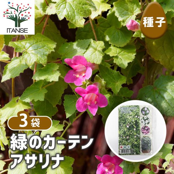 種子 緑のカーテン アサリナ 約0.05ml/お買い得3袋セット 種 seed タネ 植物の種 栽培 ガーデニング ガーデン 園芸 家庭菜園 保管 保存