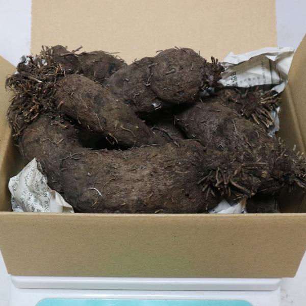 ヤムイモ(Dioscorea 属の食用種)の1種の芋類。学名 Dioscorea alata別名:オキナワヤマイモ(沖縄山芋)、タイワンヤマイモ(台湾山芋)、ウベ(フィリピン語：ube)、パープルヤム (purple yam)。奄美方言では...