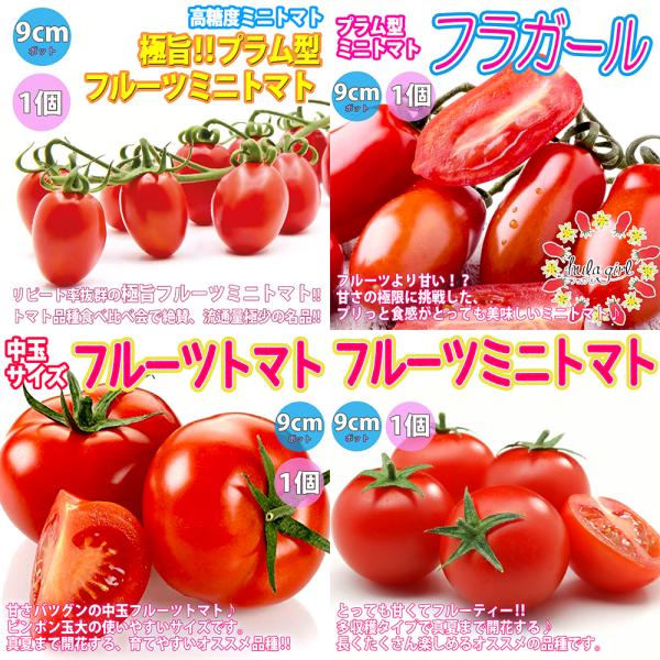 珍しいトマトの苗5本セット ITANSE トマト苗 人気フルーツトマト系品種 4種4個セット販売