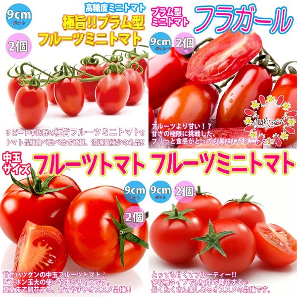 トマト苗 人気フルーツトマト系品種 4種8個セット販売 野菜苗 自根苗 9cmポット 送料無料 お買い得セット8 Set 野菜苗 植物 青果物販売のitanse 通販 Yahoo ショッピング