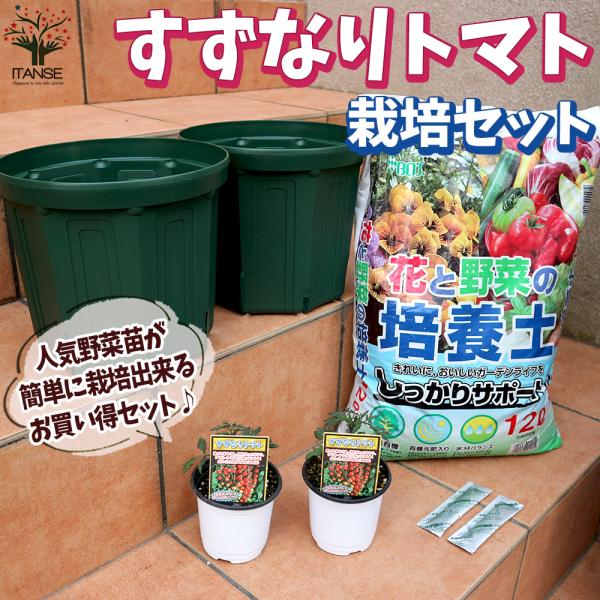 ■セット内容：すずなりトマト3号〜3.5号2個・スリット鉢8号2個・培養土12L・スティック肥料2個※支柱は付属しません。【すずなりトマトの特徴】 ・露地の畑やプランターなど場所を選ばず、非常に栽培しやすい超多収型ミニトマトです!! ・着果...