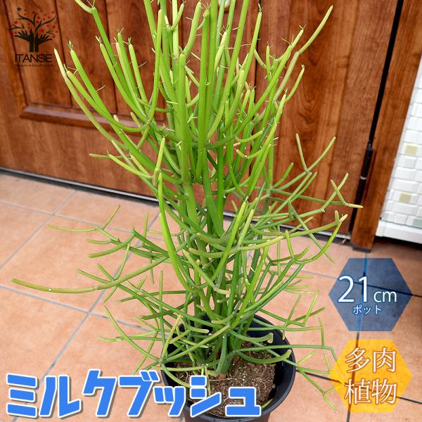 ITANSE 多肉植物の苗木 ミルクブッシュ 多肉植物 21cm 1個売り