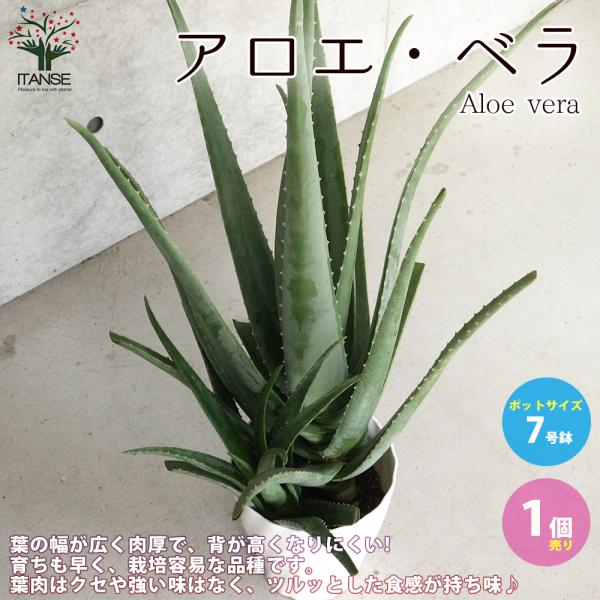 ITANSE アロエ アロエ・ベラ 多肉植物 ハーブ苗 7号鉢大苗 1個売り