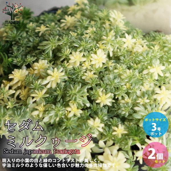 ITANSE セダム ・ミルクゥージ 多肉植物 グランドカバー苗 3号ポット苗