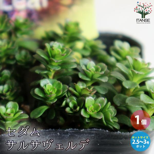 itanse_tan00120