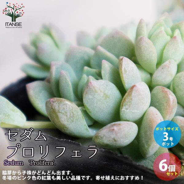 ITANSE セダム・プロリフェラ 多肉植物 グランドカバー苗 3号ポット苗