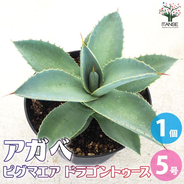 ITANSE アガベ ピグマエア ドラゴントゥース 多肉植物 5号鉢 1個