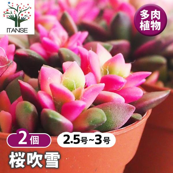 ITANSE 多肉植物 桜吹雪 2.5〜3号 お買い得2個セット インテリア