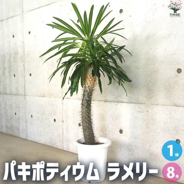 ITANSE パキポディウム ラメリー 多肉植物 8号鉢/1個売り 塊根