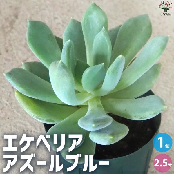ITANSE エケベリア アズールブルー 多肉植物 2.5号鉢/1個売り 観葉植物