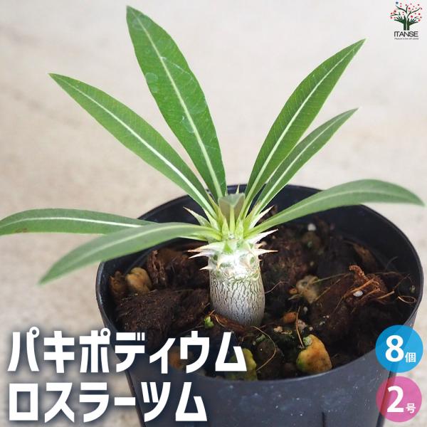 ITANSE パキポディウム ロスラーツム 多肉植物 2号鉢/お買い得8