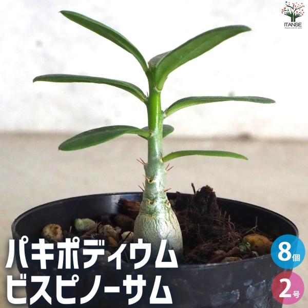 ITANSE パキポディウム ビスピノーサム 8個セットの魅力