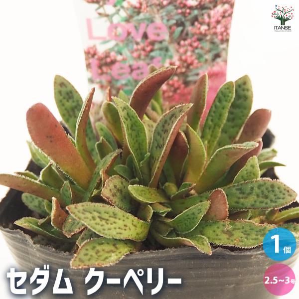 クラッスラ クーペリー 多肉植物 2.5〜3号/1個売り 小さな庭 おうち