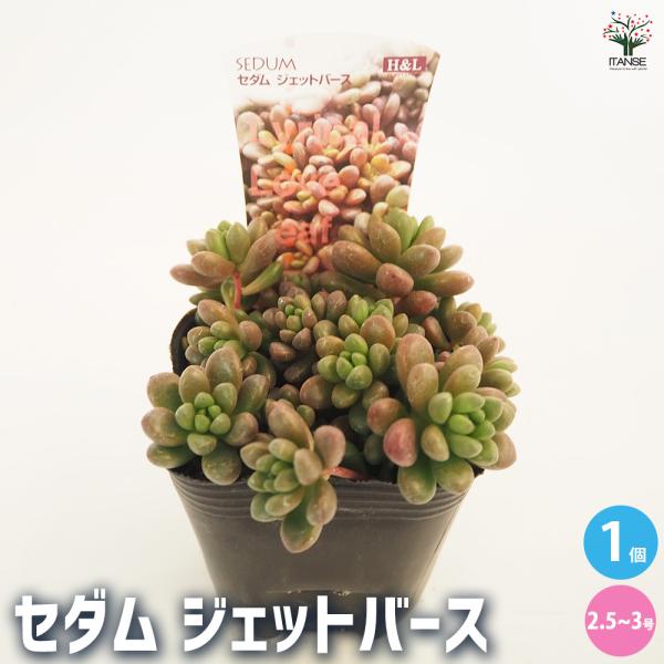 セダム ジェットバース 多肉植物 2.5〜3号/1個売り グランドカバー