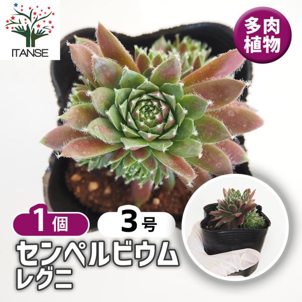 センペルビウム レグニ 多肉植物 3号/1個売り 多肉 観葉植物 観葉 
