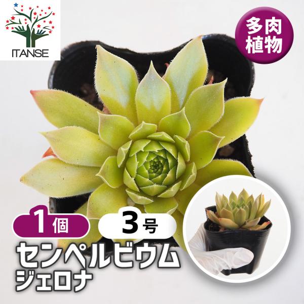 センペルビウム　ジェロナ センペルビウム ジェロナ 多肉植物 3号/1個売り 多肉 観葉植物 観葉