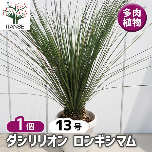 itanse_tan00935
