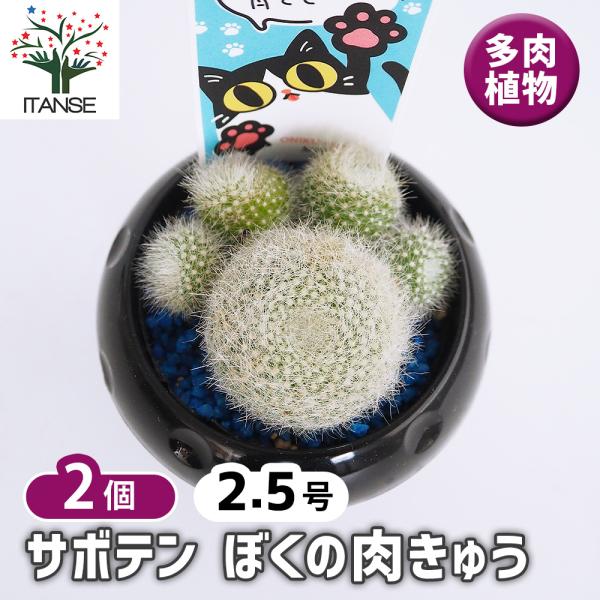 サボテン ぼくの肉きゅう 多肉植物 2.5号/お買い得2個セット さぼてん
