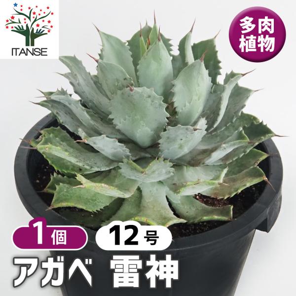 アガベ 雷神 多肉植物 12号/1個売り リビング オフィス 事務所