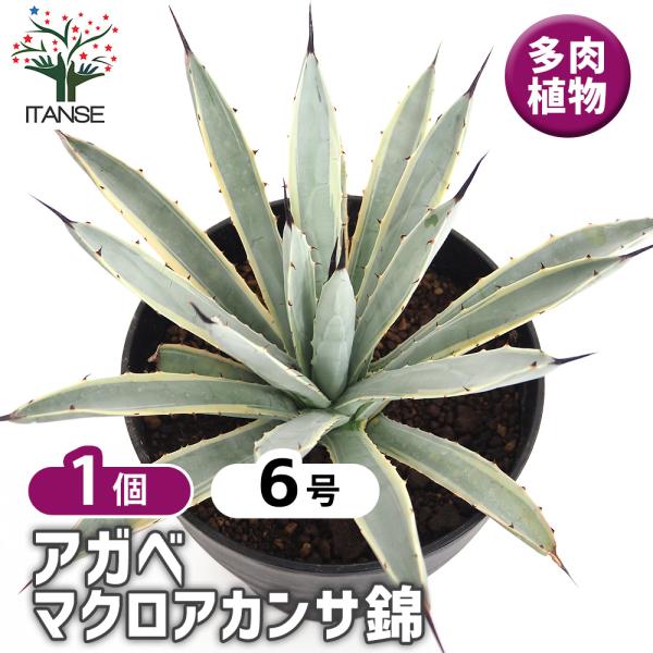 アガベ マクロアカンサ錦 多肉植物 6号/1個売り リビング オフィス