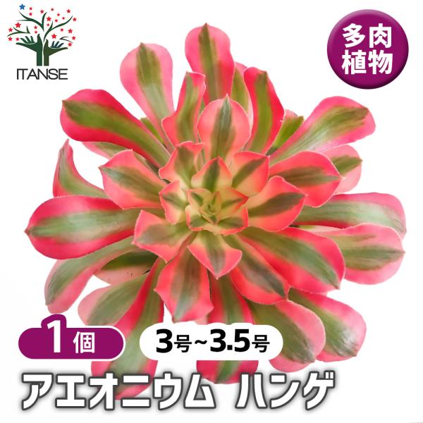 アエオニウム ハンゲ 多肉植物 3〜3.5号/1個売り リビング オフィス
