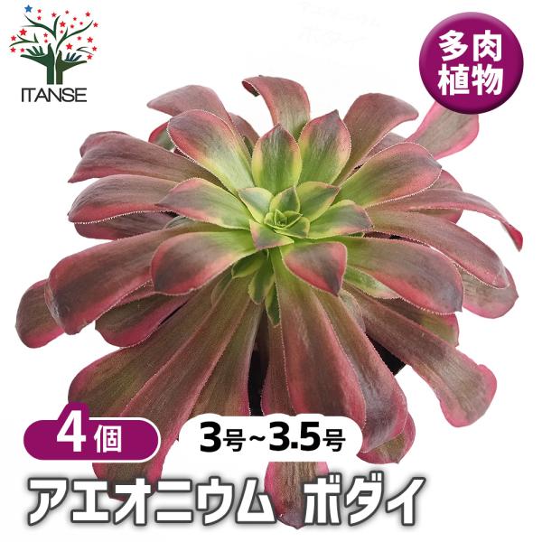 アエオニウム ボダイ 多肉植物 3〜3.5号/お買い得4個セット リビング