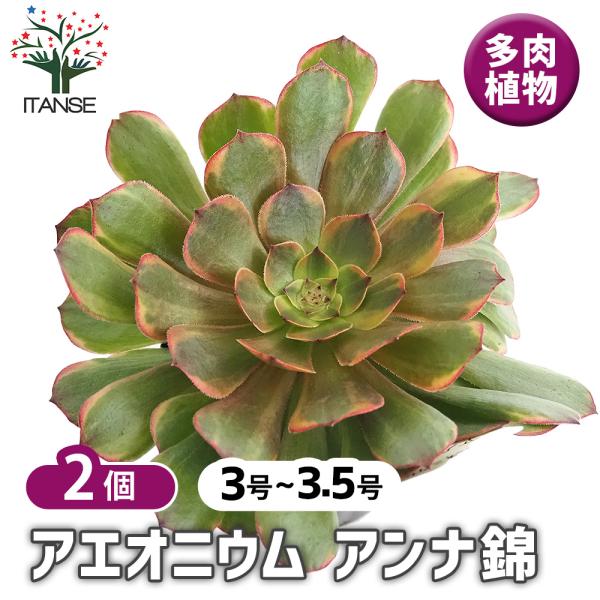 92#多肉植物アエオニウム錦❤️ アンナ錦❤️14頭21cm 鉢土付き出荷 92#多肉植物アエオニウム錦❤️ アンナ錦❤️14頭21cm 鉢土付き出荷