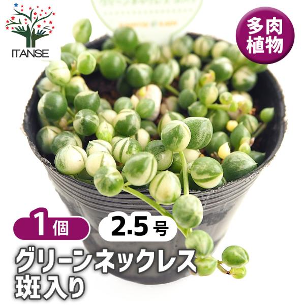 1ポット495円 グリーンネックレス斑入り 9cmポット グリーンネックレス 斑入り 多肉植物 2.5号/1個売り ガーデニング
