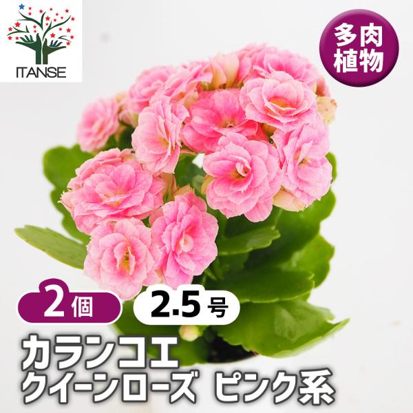 カランコエ クイーンローズ ピンク系 多肉植物 2.5号/お買い得2個