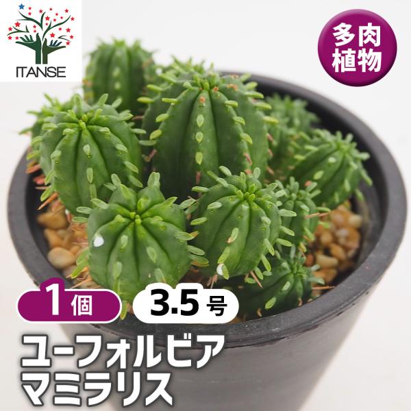 ユーフォルビア マミラリス 多肉植物 3.5号/1個売り 花苗 お花 宿根草