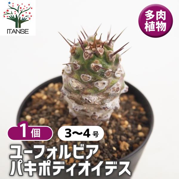 ユーフォルビア パキポディオイデス 多肉植物 3号/1個売り 花苗 お花