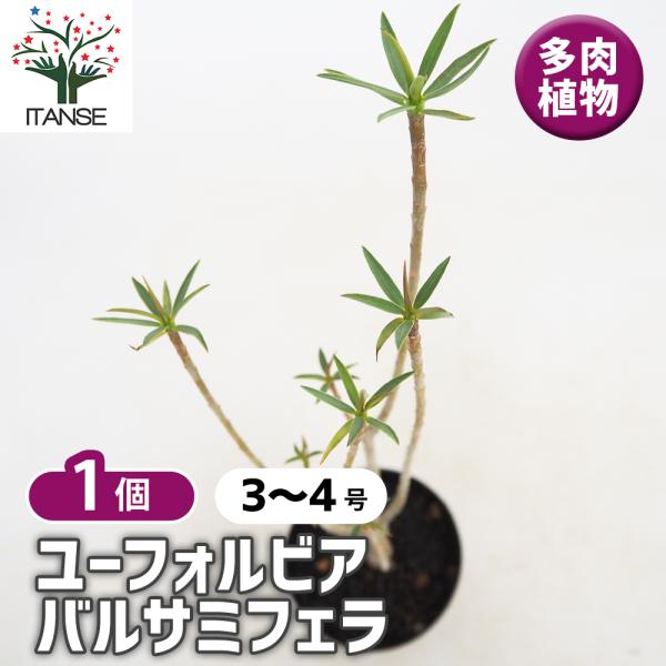 ユーフォルビア バルサミフェラ 多肉植物 3号/1個売り 花苗 お花
