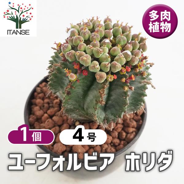 激レア　ユーフォルビア　ピラダ　ホリダ♂×ピランシー♀　実生　鉢付き、札付き 激レア ユーフォルビア ピラダ ホリダ♂×ピランシー♀ 実生 鉢付き、札