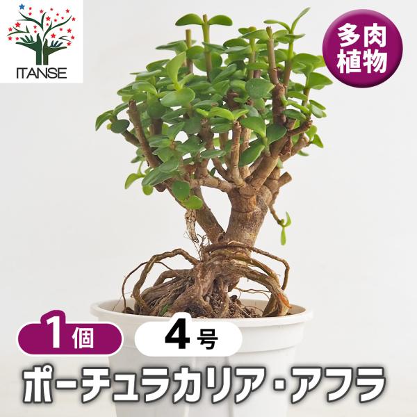 ポーチュラカリア アフラ 多肉植物 4号/1個売り ガーデニング リビング オフィス 事務所 園芸
