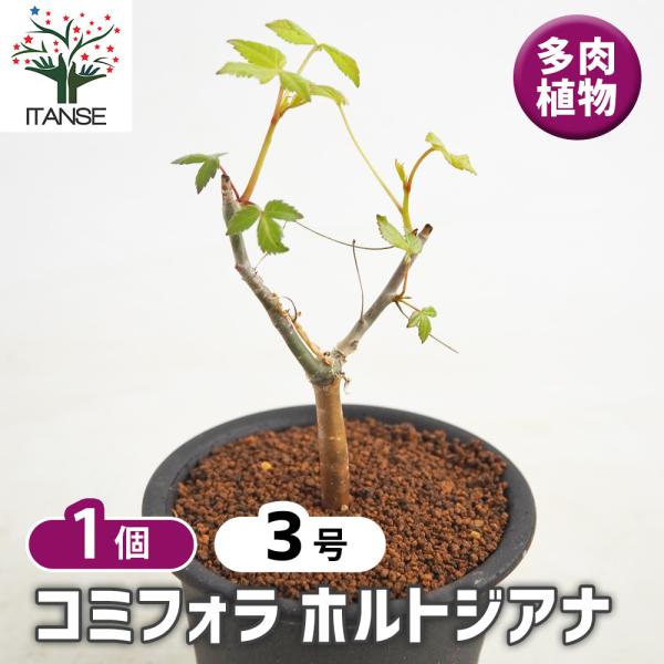 コミフォラ ホルトジアナ 多肉植物 3号/1個売り 塊根植物インテリア