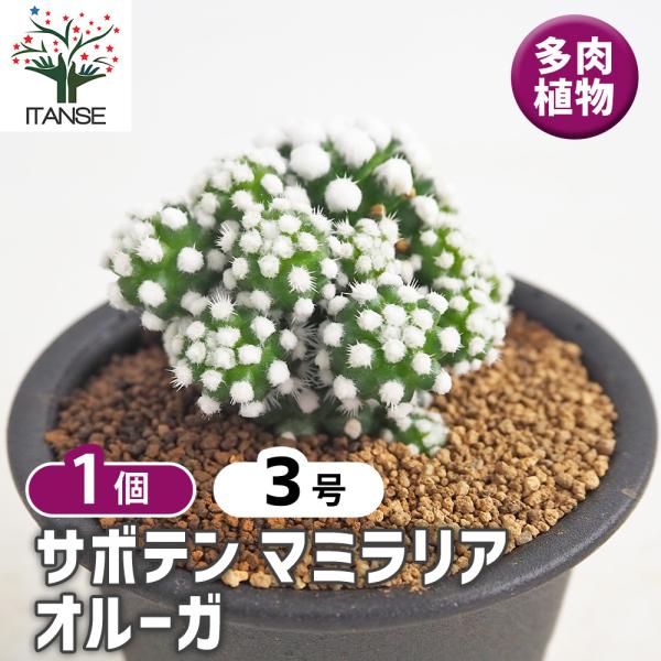 サボテン マミラリア オルーガ 多肉植物 3号/1個売り さぼてん 仙人掌